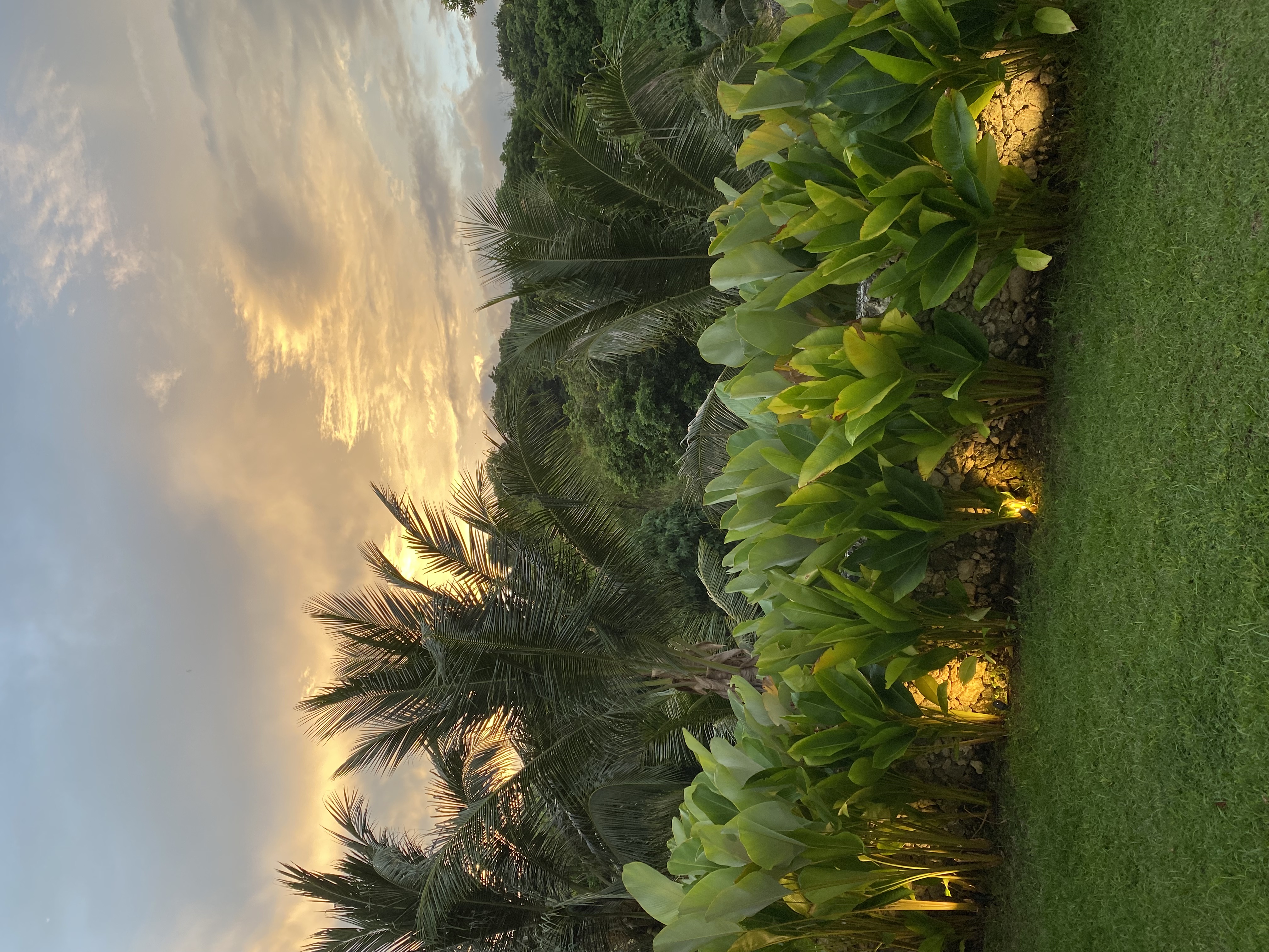 Garden at sunset with uplighting among palms and banana plants