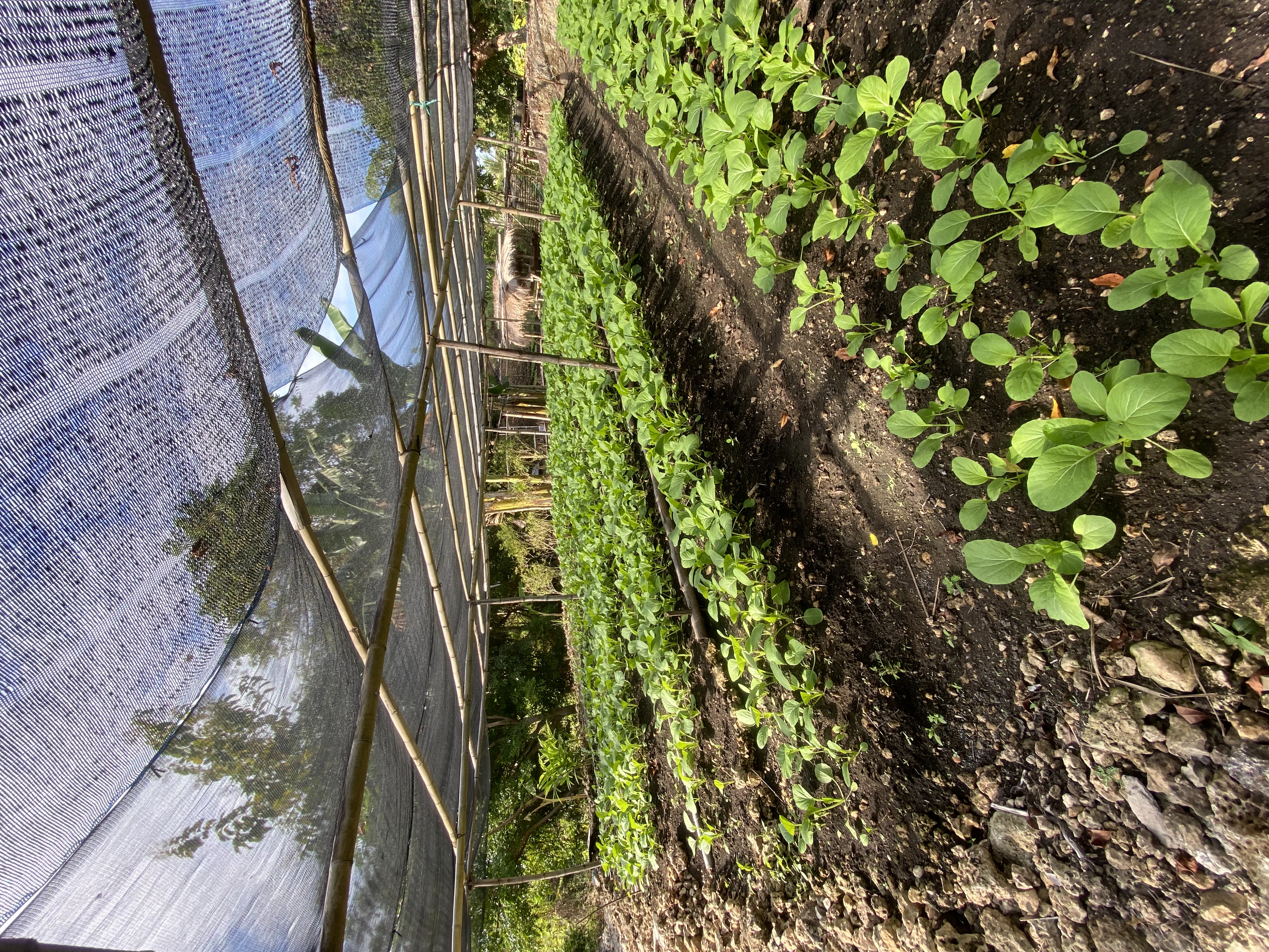 Organic vegetable garden supplying the restaurant